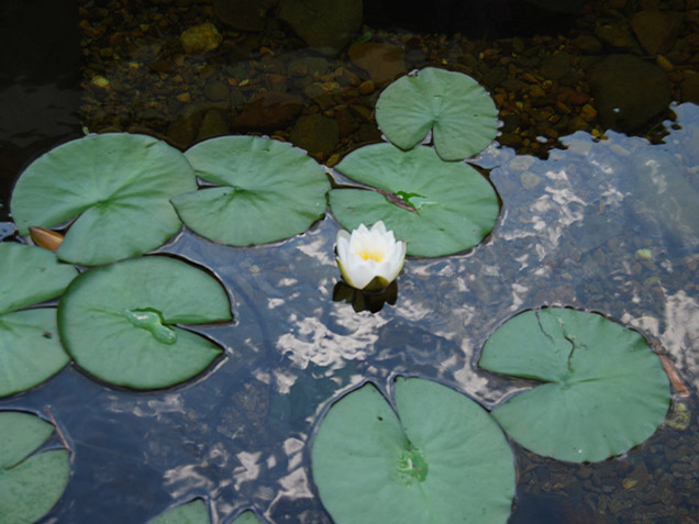 Pondside & Aquatic Plants Image