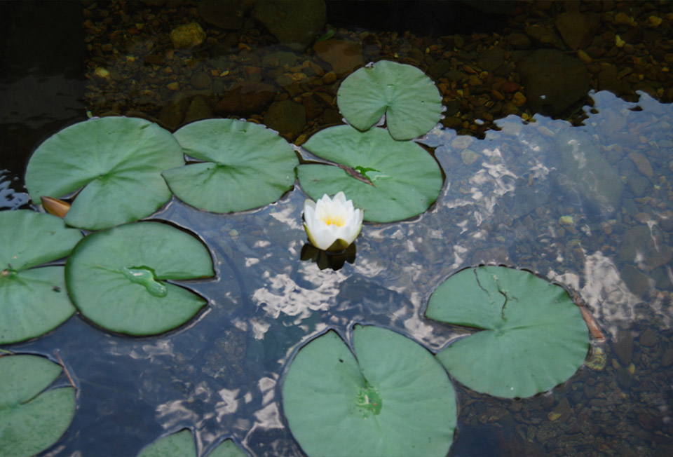 Pondside & Aquatic Plants Image