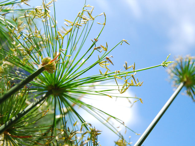 We know what grows. Image